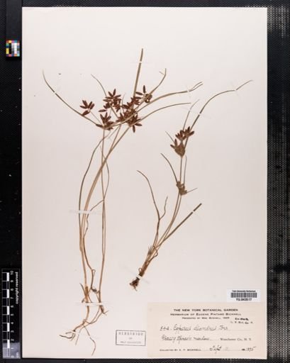 Cyperus diandrus