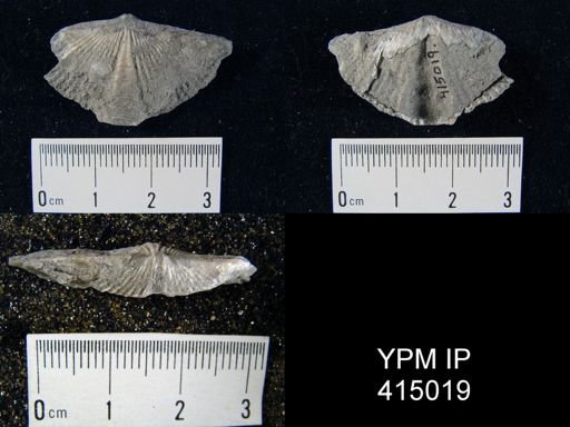 Mucrospirifer sp.