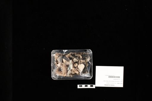 Testudo horsefieldii