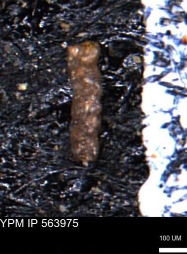 undet. Foraminiferida