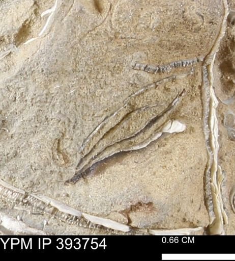 undet. Mollusca