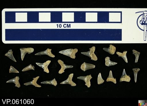 Elasmobranchii