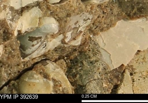 Protocardia subquadrata