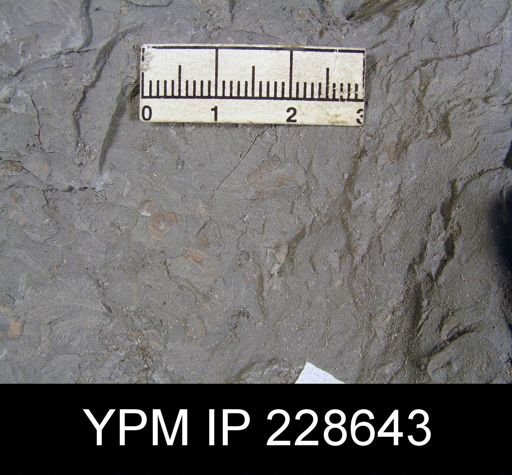 Lingula sp.