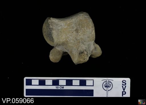 undet. Mosasauridae