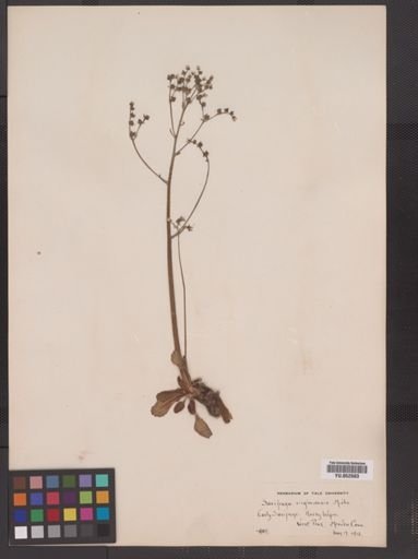 Saxifraga virginiensis