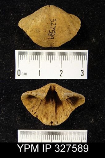 undet. Brachiopoda