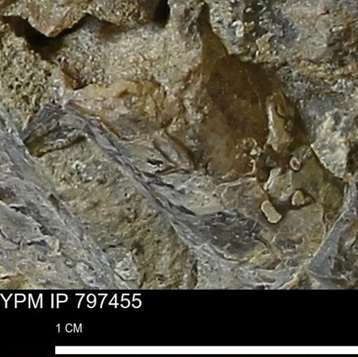 Baculites sp.