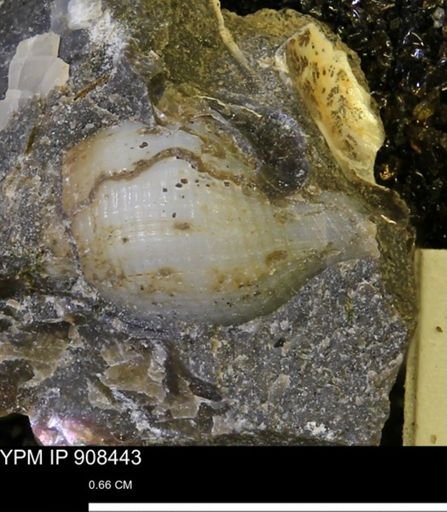 undet. Gastropoda