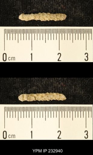 Archaeocidaris sp.