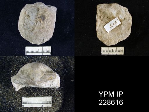 Derbya wabaunseensis
