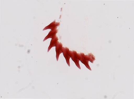 Flabellina salmonacea