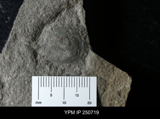 Orbiculoidea?