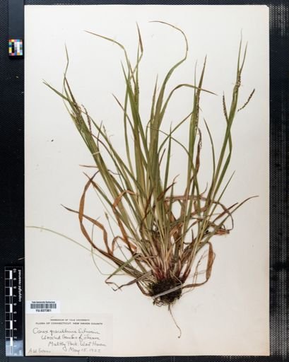 Carex gracillima