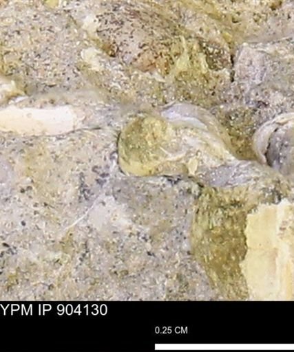Corbulamella?