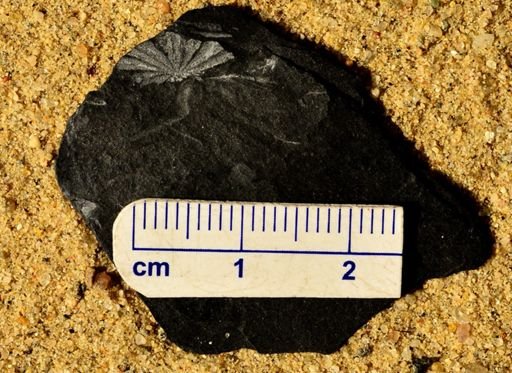 Annularia sp.