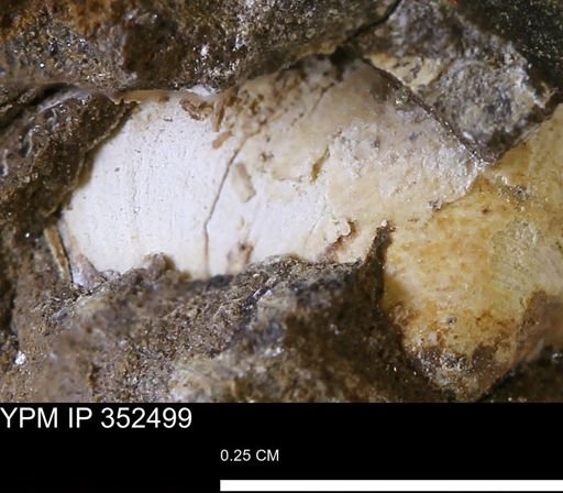undet. Bivalvia