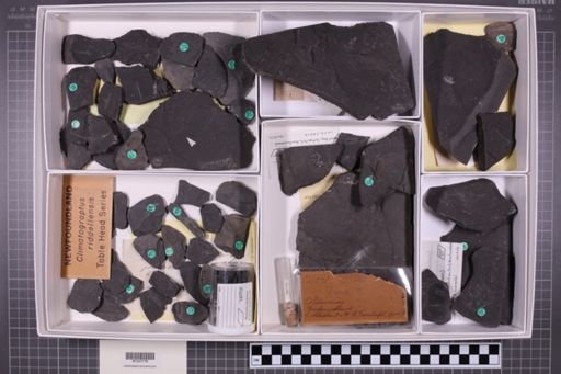 mixed taxa, stratigraphic collection