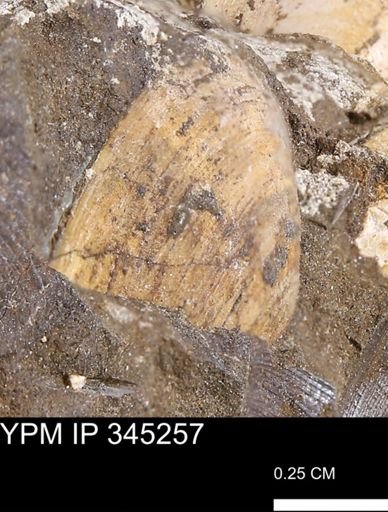 Limopsis striatopunctatus