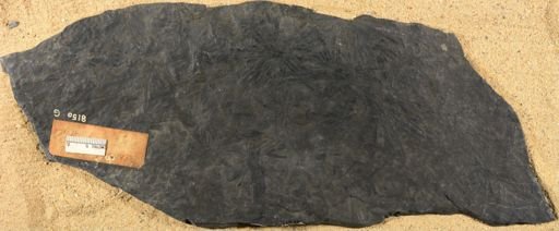Asterophyllites foliosa