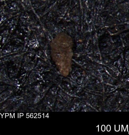 Verneuilina canadensis