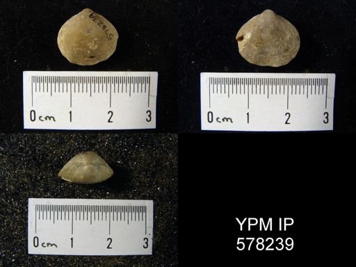 Enteletes hemiplicata