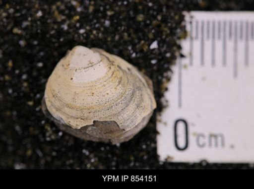Limopsis striatopunctatus