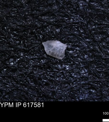 undet. Ostracoda
