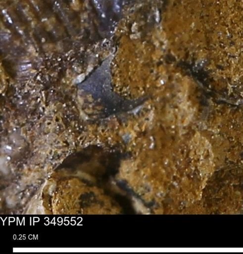 undet. Mollusca