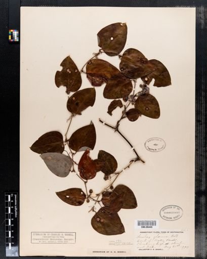 Smilax glauca