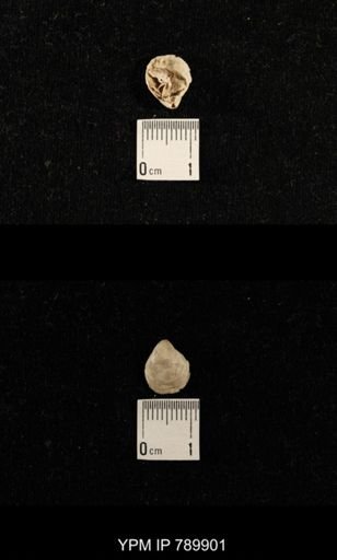 undet. Brachiopoda