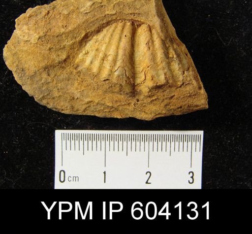Spirifer cyclopterus