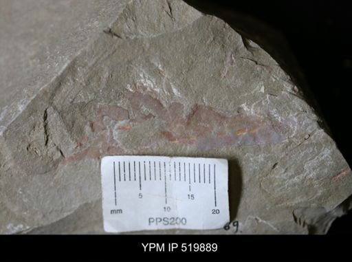 undet. Nautiloidea