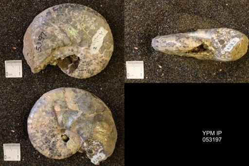 Discoscaphites conradi