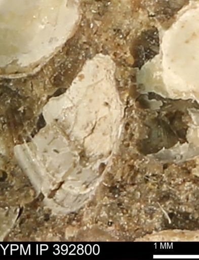 Protocardia?