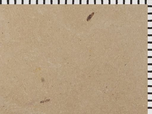 Hymenoptera?