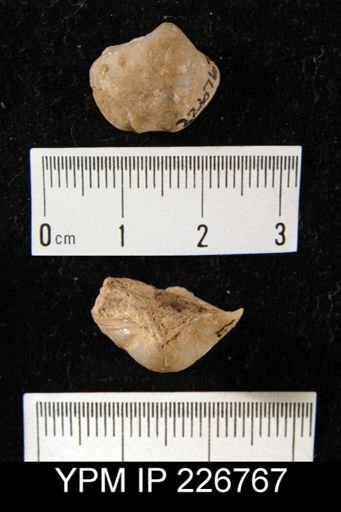 Cleiothyridina prouti