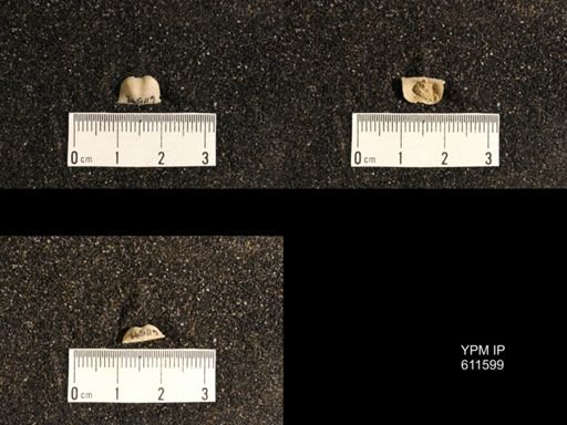Lissochonetes geinitzianus