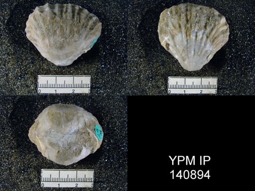 Streptorhynchus (Kiangsiella) pectiniformis