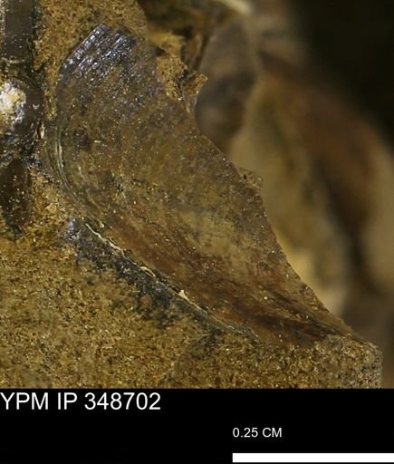 Limopsis striatopunctatus