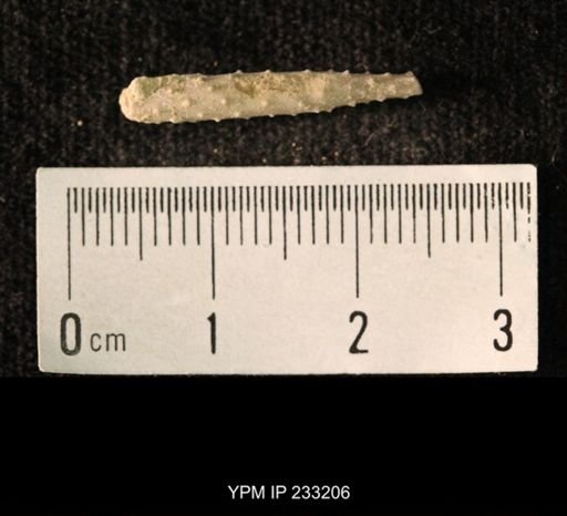Archaeocidaris sp.