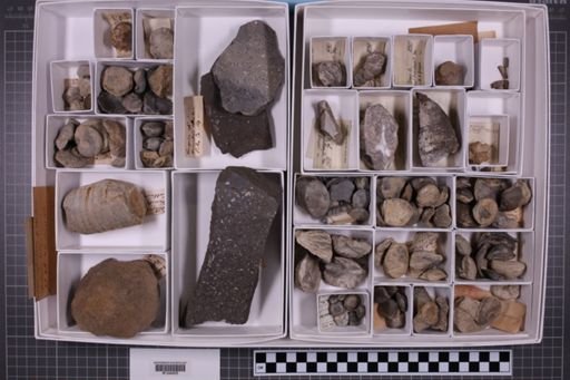 mixed taxa, stratigraphic collection