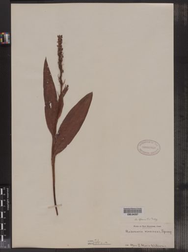 Habenaria virescens