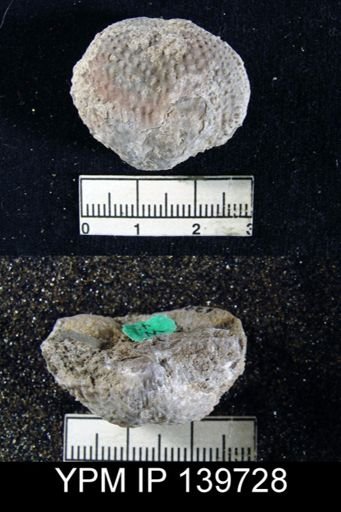 Productus (Waagenoconcha) abichi