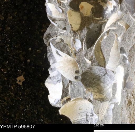 Protocardia sp.
