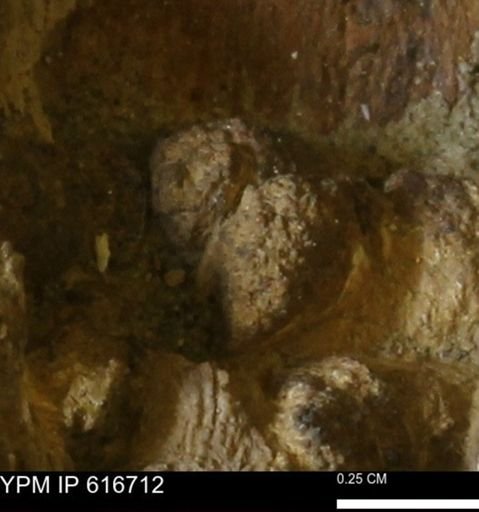 Teredo sp.