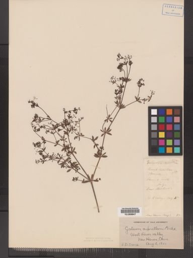 Galium asprellum