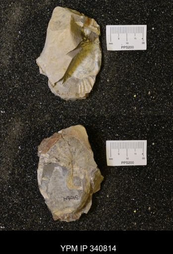 Scaphites sp.
