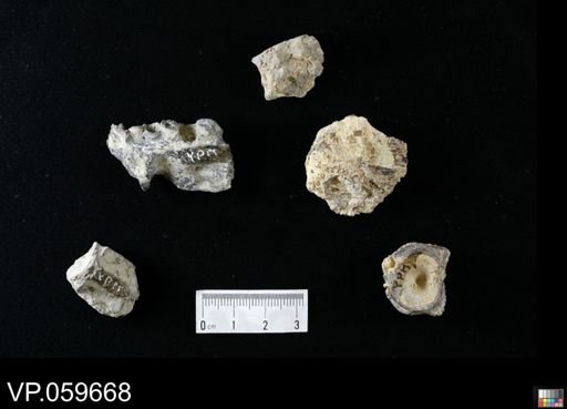 undet. Actinopterygii