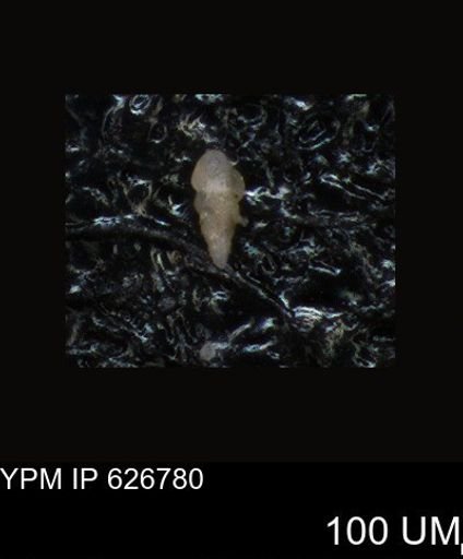 undet. Foraminiferida